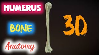 humerus anatomy | humerus anatomy upper extremity