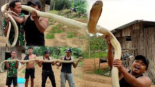 penangkapan ular king cobra raksasa di gubug warga kalimantan