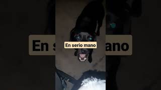 Increíble perro hablando para que lo lleven moto #loverdog #loversdog #perronegro