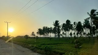 Fruits Farming at Gharo Sindh | Update #fruits #farming #coconut #kaffirlime #lemon #fruitsfarming