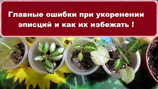 Для любителей эписций //  По вашим просьбам.- Главные ошибки при укоренении черенков эписций