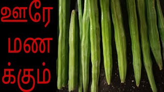 முருங்கக்காய் கார குழம்பு ஒரு முறை இப்படி செய்து பாருங்கள்்்்்்்ஊரே மணக்கும்