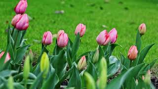 Tulips show at Prince Bay Park