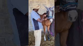 how to prevent eye infections  transmitted by Flys at the stables