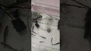 siapa yg mau baramundiii ?? #viral #ikanpredator #shorts #predator