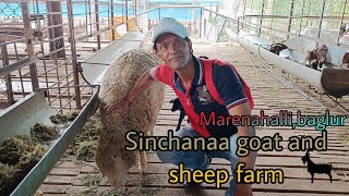 Sinchana goat and sheep farm🐐🥺|in marena halli Bagalur @SyedIbrahimVlogs22