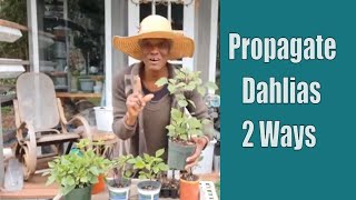 Easily Propagate Dahlias 2 Ways | How To Propagate Plants