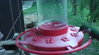 Humming Birds old Cam Feb 18 2022 aa