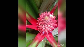 pienapple frouits #video ❤️ 🥳short #video