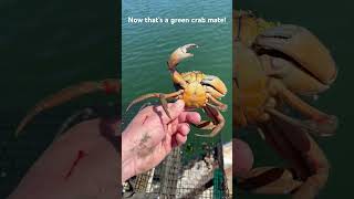 Now that’s a green crab!