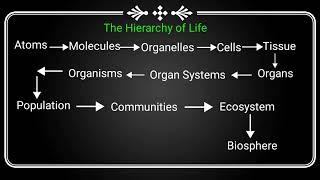 Hierarchy of life