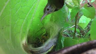 Wild Birds Feed their Babies in the Nest | Tailorbird & 3 fast growing chicks | Wild Stories | Part1