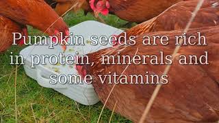 Can chickens eat pumpkin seeds