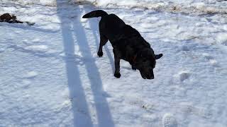 Jack on a small patch of snow on the Lomond hills