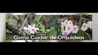 Como cultivar orquideas em casa