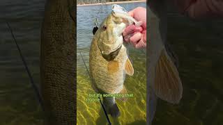 Why You Should Throw This Spinnerbait RIGHT NOW!