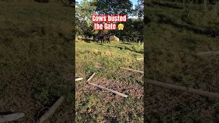 Cattle all over the place 🫤 #farming #cattle #blackangus #fence #farm #canada #farmlife