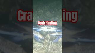 Crab Hunting and Releasing Pregnant Crab #shorts #short #shortvideo #shortsfeed  #trendingshorts