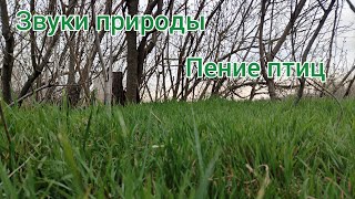 Пение птиц и звуки природы весной для для релакса, сна, отдыха, медитации. Растущая зеленая трава.