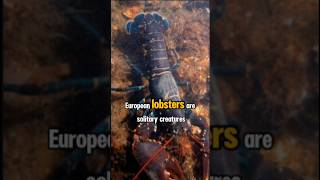 You need to know this about the European lobster 🦞