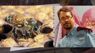 Varroa introduction and varroa board