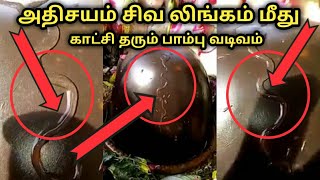 lord shiva temple miracle || அதிசயம் சிவ லிங்கம் மீது காட்சி தரும் பாம்பு வடிவம் || sithargal ||