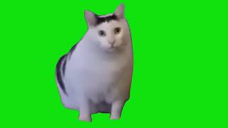 Cat Says Huh Drank Too Many Fizzy Drinks Green Screen Meme Template