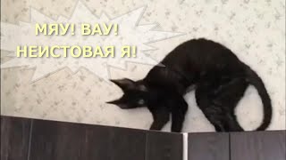 САМЫЕ СМЕШНЫЕ КОТЫ крутые кадры из жизни | Смейтесь с МЯУ! ВАУ! №2