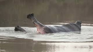 Kruger Safari: Hippo in dam at nThambo Tree Camp