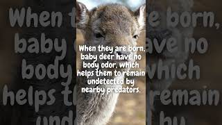 #funfact #wildlife #nature #deerhunting