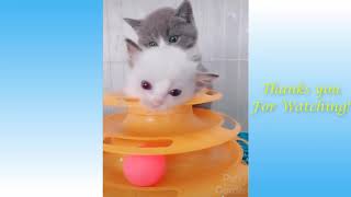 Забавные животные Funniest Animals №10