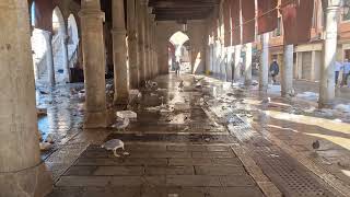 Seagulls feeding in the Rialto Market, Venice after closing