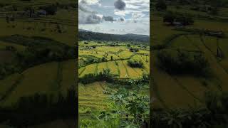 View overlooking rice paddies in Bali #Bali #Indonesia