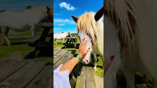 PONIES IN DARTMOOR DEVON