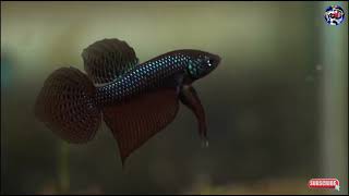 History of Betta fish || First Betta caught in 1800 || KM BETTA MADRAS