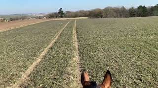 Springride in the field. 😊 #betweentheears #horse  #horsebackriding  #warmblood