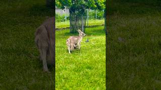 Baby kangaroo peeking from mom’s pouch