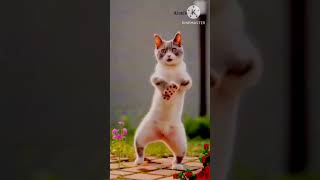 cute cat funny dance 😂😼 #shorts #youtubeshorts #trendingmusic #catdance #catvideos #aicat #catlover