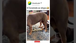 O CACHORRO SE VINGOU🤣#memes #humor #shorts #pets #dog