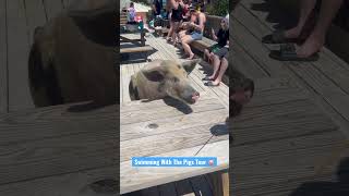 Swimming With The Pigs Tour in The Bahamas #royalcaribbean #cruise #wonderoftheseas