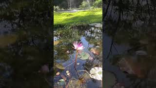 Botanical gardens, Hunter region, Newcastle #Australia 🇦🇺