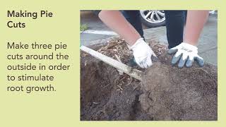 How to Plant a Tree With Friends of the Urban Forest