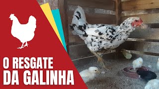 O resgate da galinha