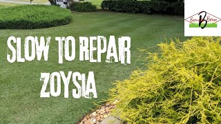 How Quickly Does Zoysia Repair?