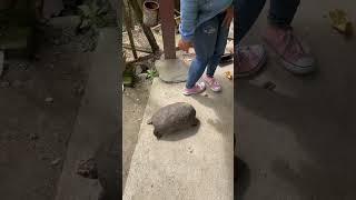 Beautiful Colombia Nature - Colombian Turtle