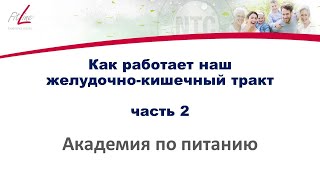 Как работает ЖКТ- часть 2