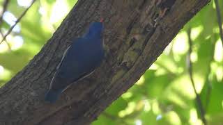 Velvet-fronted nuthatch