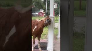 Funny horse