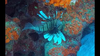 "Best Diving in Grand Cayman: Grouper, Lionfish, Lobster, Turtle”