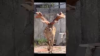 Beautiful deer 🦌 #shorts #deer #animals ❤️❤️🦌🦌